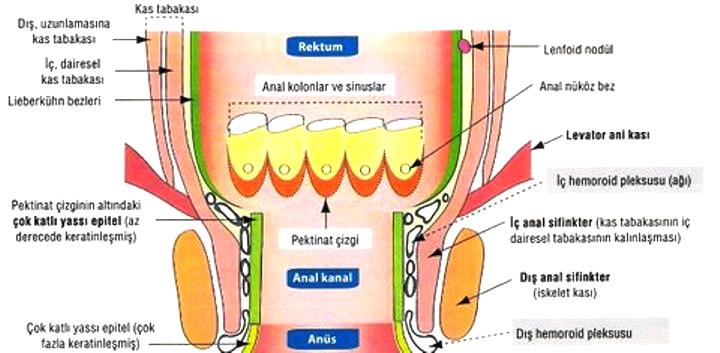 çizgi anal kanalın visseral ve somatik bölümlerini ayırır. Bu çizginin üst ve alt bölümlerinin arteryel kanlanması, innervasyonu, venöz ve lenfatik drenajları farklıdır.
