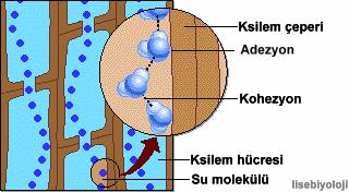 Suya Kohezyon ve Adezyon Özelliklerini Hidrojen Bağları Verir Sudaki hidrojen bağları suya kohezyon olarak bilinen bir özellik verir. Kohezyon moleküller arasındaki karşılıklı çekimdir.