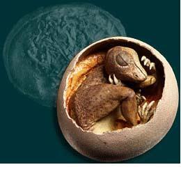 : Kaplumbağaların yumurtası nasıl olur? Nazlı Ö. : Karıncalar nasıl yumurtalarını koruyorlar? Mertali N. : Yumurtalar neden hep çatlar? Azra A.