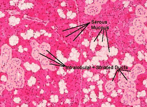 23 BAĞ DOKUSU HÜCRELERİ Fibroblastlar Ara madde bileşenlerini sentezleyen ana bağ dokusu hücresidir. Yerel mezenşimden gelişirler. Makrofajlar (histiyositler) Fagositozdan sorumludurlar.