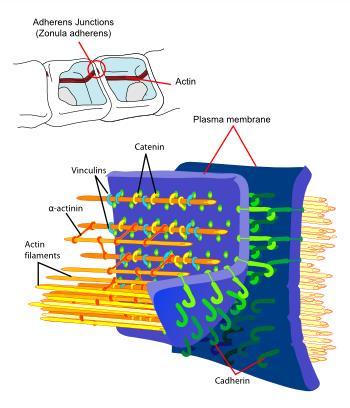 11 Neksus (Gap Junction, Oluklu Bağlantı) Komşu hücre zarlarının birbirlerine en yakın olduğu, zarlarda yerleşik altı adet konneksinin oluşturduğu, 1-2 nm çaplı kanalcıklarla (konneksonlarla)