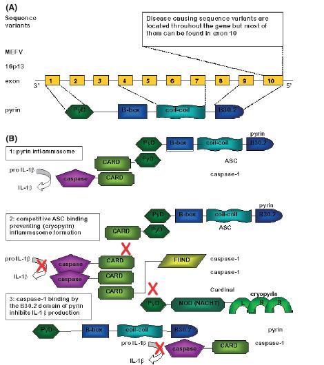 kaspas-1 e bağlanma ve inhibe etme fonksiyonuna engel olarak IL-1β üretiminde artışa yol açtığı ileri sürülmüştür [55].