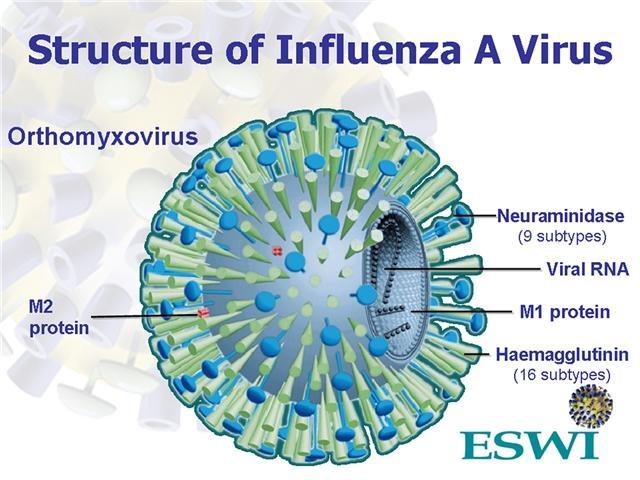 İnfluenza A virüs Yapısı