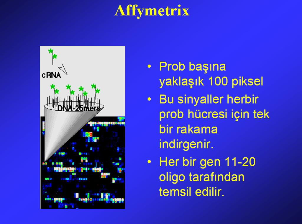 Mikrodizi (Microarray) Hücre metabolizmasına bütüncül