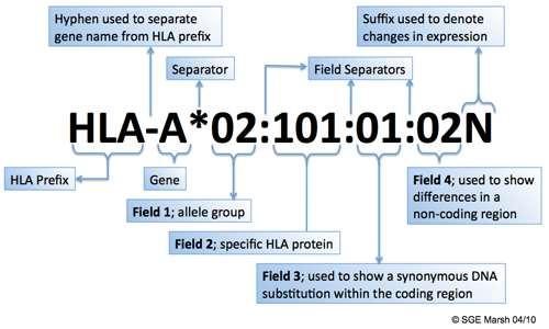Ön ek ile gen ayrım çizgisi ayırıcı Null (eksprese edilmeyen ) bir allel Alan ayırıcısı HLA ön eki