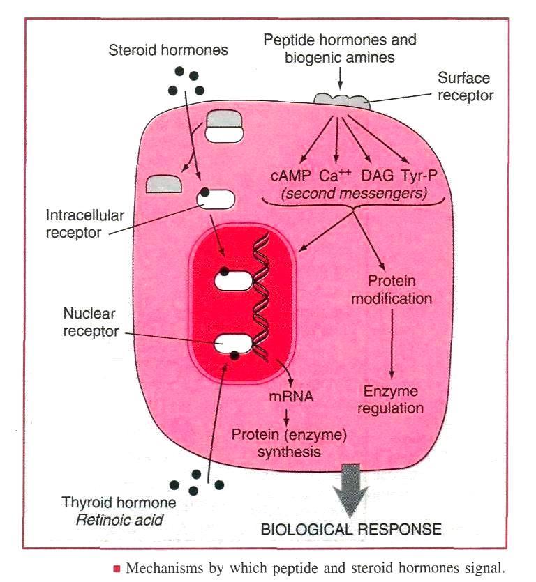 HORMONLARIN ETKİ MEKANİZMALARI Steroid hormon reseptörü nukleusta Peptid