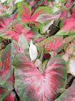 Caladium