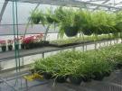 Saksılı süs bitkileri üretimi genellikle büyük