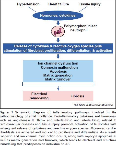 AF ve inflamasyon Friedrichs K et al. Trends in Mol Med 2011;17, No. 10 Guo Y et al.