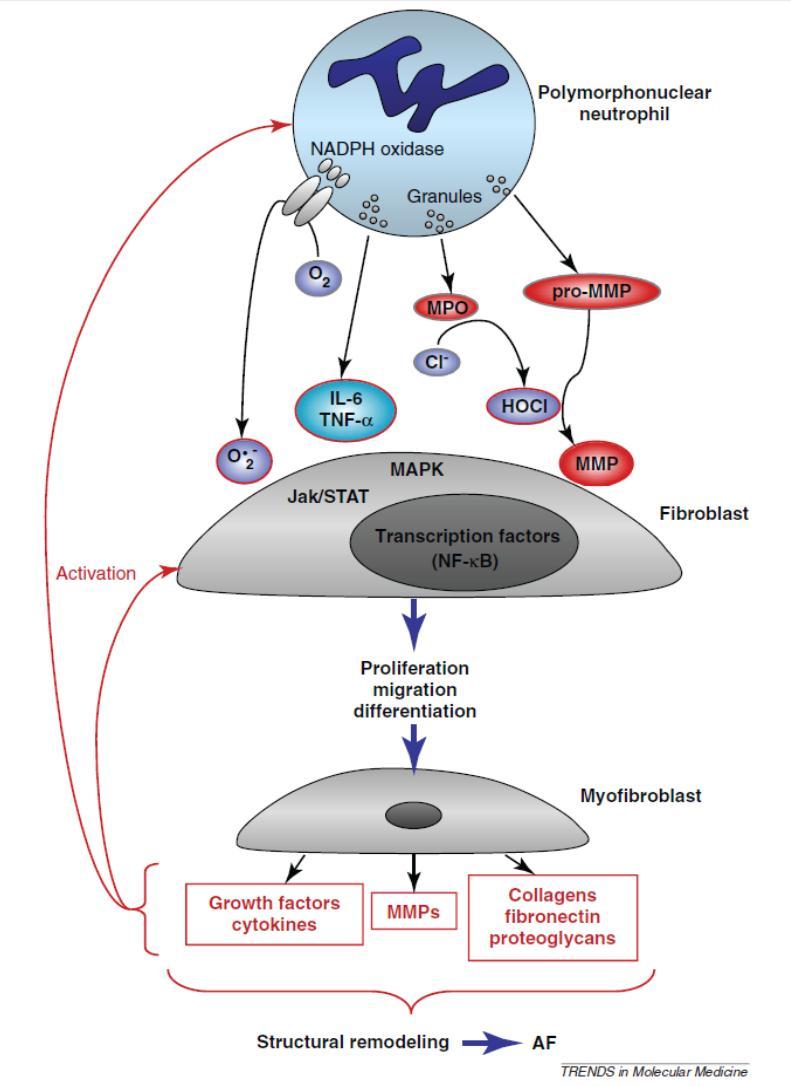 Monositlerde «MCP-1 mediated» kemotaksis Doku faktörü sekresyonunun indüklenmesi ve prokoagülan aktivite CRP-AF ilişkisi? AF tekrarının belirleyicisi? AF oluşmasının belirleyicisi?