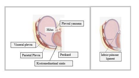 Şekil 1b: Plevranın anatomisi Embriyolojik olarak dördüncü haftada laringotrakeal uzantı farinks tabanından başlar ve beşinci haftada iki akciğer tomurcuğu plevral kanallara doğru ilerler.