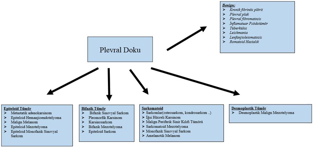 Şekil 3: Plevral tümörlerde morfolojiye dayalı ayırıcı tanı Mezotelyoma terimi ilk olarak 1921 yılında East- wood ve Martin tarafından, plevranın primer tümörlerini tanımlamak için kullanılmıştır.