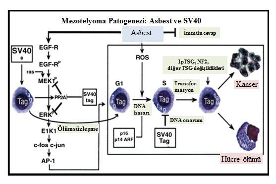 Şekil 8: MM patogenezi: Asbest ve SV40 a- Asbest: EGFR nin otofosforilasyonunu sağlar. Fosforile EGFR MAP kinazı aktive eder. Sonucunda AP-1 uyarılır, mitoz ve apoptoz gerçekleşir.