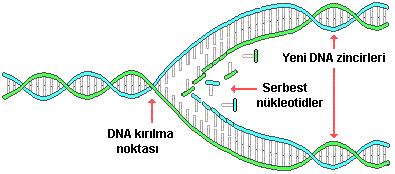 DNA EŞLENMESİ (REPLİKASYON) Replikasyon başlangıcında küçük bir bölgede DNAnın sarmal yapısı bozulur.