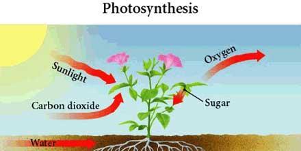 SERA PLANLAMASINDA ETKİLİ ÇEVRE KOŞULLARI Işık Işık, bitkisel üretimde bitki gelişimini etkileyen başlıca faktörlerden