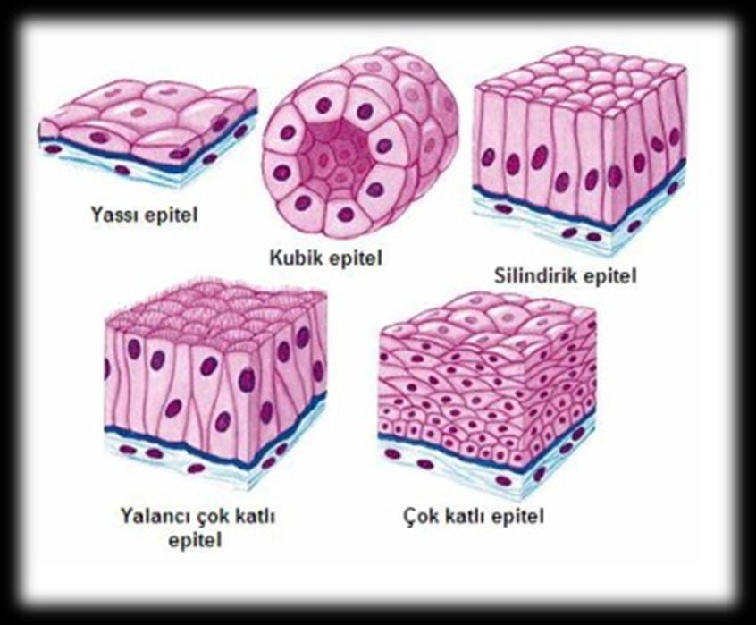 A) EPİTEL DOKU Vücudun dış ve iç yüzeyini örten dokudur. Hücreler arası boşluk yok denecek kadar azdır.