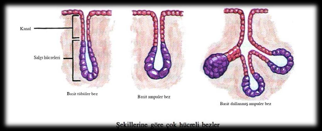 b) Bez (Salgı) Epiteli: Salgı salgılayan epitel dokudur. Hücre sayısına ve salgıların döküldüğü yere göre çeşitlere ayrılır.