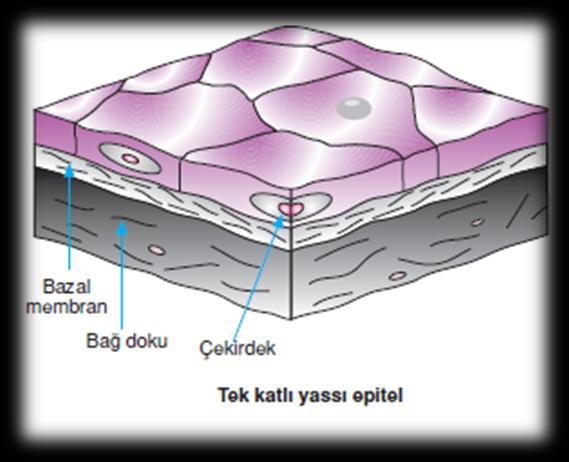 c) Örtü Epiteli: Vücudun dışını ve iç yüzeyine örten epitel dokudur.