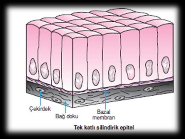 Tek Katlı Kübik Epitel: Hücreleri kübik şeklindedir.