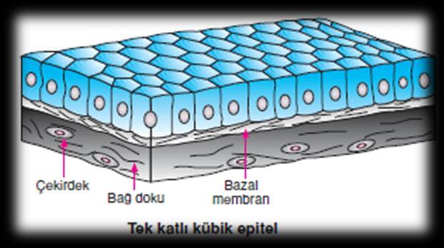 Tek Katlı Silindirik Epitel: Hücreler silindirik şekildedir.