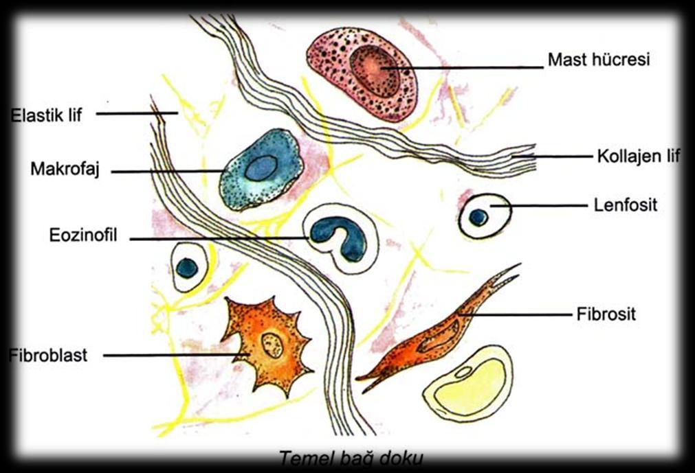 B) TEMEL BAĞ DOKU Vücutta çok fazla bulunan bir dokudur. Bağ doku hücreleri; hücre ara maddesi ve liflerden oluşur. Kan damarı ve sinir hücreleri bakımından zengindir.