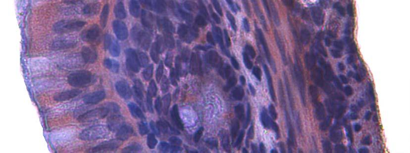 epiteli ( ), bağ dokusu hücreleri ( ) ve kas