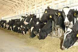 Döl tutmama süt sığırı işletmelerinin en büyük problemidir. İneklerin döl tutmaması durumunda işletmenin zarara uğrayacağı gayet açıktır.