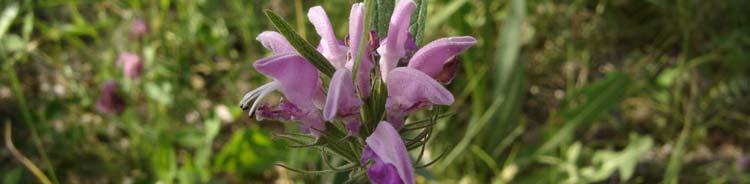 Phlomis