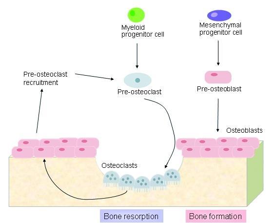 Myeloid kök hücre Mezenkimal kök hücre Osteoklast öncüllerinin uyarılması