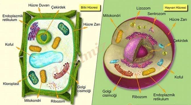 Bitki hücreleri yaşlandıkça koful büyüklükleri artar merkezde bulunan en büyük kofula merkezi koful denir.