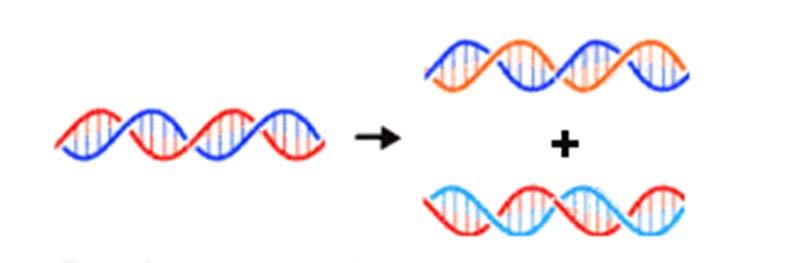 DNA replikasyonu DNA nın replikasyonu, DNA molekülünün, sakladığı genetik