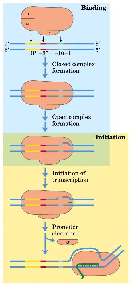 E. coli RNA polimeraz ile