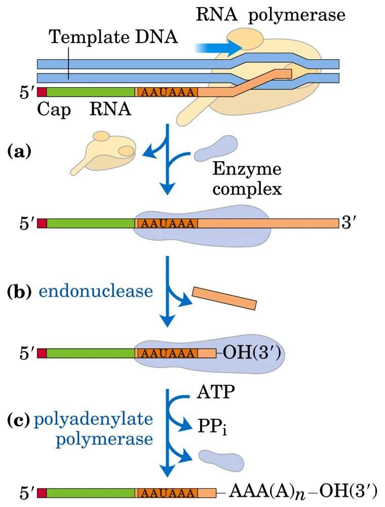 Ökaryotik primer RNA