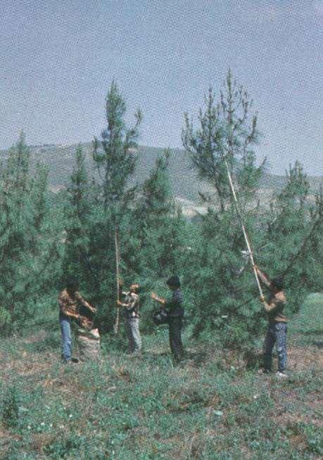 * *Hasat zamanı ve tekniği Erken toplanan tohumlar ekseriye çimlenme kabiliyeti bakımından zayıf olurlar.