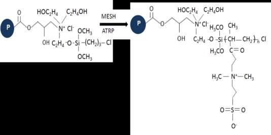 ġekil 3.6. Cl içeren partiküllerin üzerinde ATRP prosesi ile zwitteriyonik poli(mesh) moleküler zincir oluģturulması.