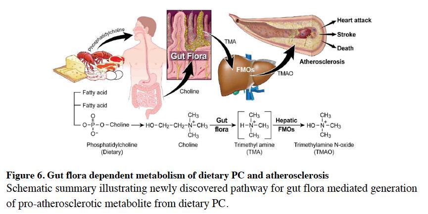 Diyet Barsak Florası TMAO Ateroskleroz Denklemi TMA: