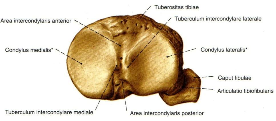 7 Femur'a bakan eklem yüzü temel olarak iki eklem yüzüne ayrılır. Bu kemiğin orta hattı üzerinde insan vücudunun en kalın eklem kıkırdağı (yaklaşık 5mm) bulunur (5).