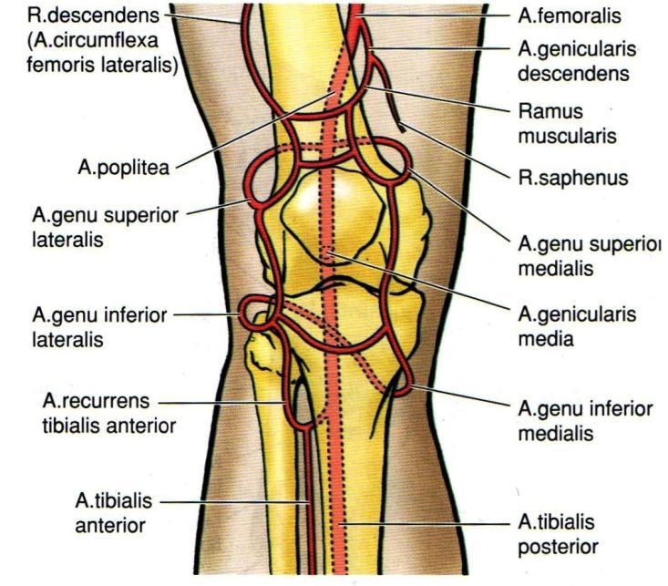 16 2.1.5. Diz Ekleminin ve Menisküslerin Kanlanması ve Inervasyonu Diz ekleminin kanlanması, a. genus descendens, a. femoralis ve a. poplitea nın ramus genicularis leri, a.