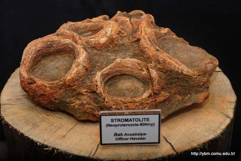 Örnek Adı: Stromatolite Tarih: 27.09.