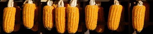 BERZA INFORMACIJA >>> InfoCentar Otpočela nova berba kukuruza Tokom proteklog mjeseca na tržištima u okruženju otpočela nova berba kukuruza.