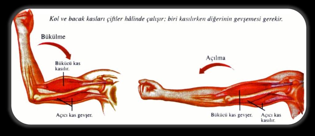 KAS İSKELET İLİŞKİSİ İskelet kasları kemiklere sıkı bir bağ dokusu ile bağlanır. Bunlara kas kirişi veya tendon denir.