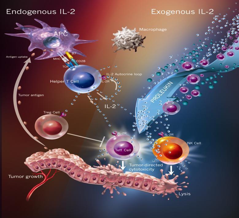 Interleukin-2 Doğal bir biyolojik immünomodülatör ajan T hücre proliferasyonu ve aktivasyonu İmmün cevap amplifikasyonu B hücreleri tarafından