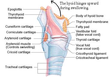 LARYNX KIKIRDAKLARI (CARTİLAGO) 1) Cartilago Cuneiforme 2)