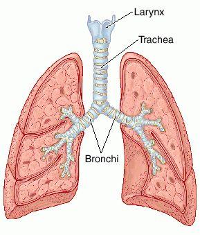 TRACHEA (SOLUK Solunum sisteminin larynx ten BORUSU) sonra gelen 10-13 cm uzunluğundaki boru seklindeki parçasına Trachea denilir.