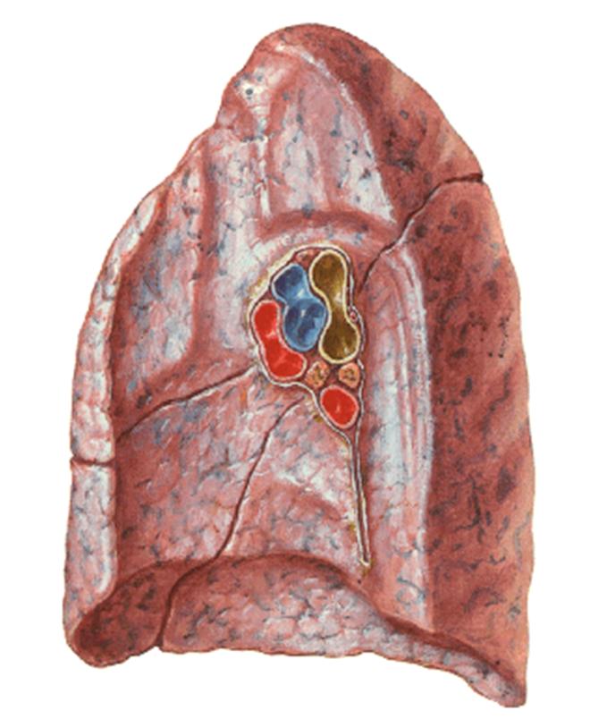 AKCİĞERİN TEMEL YAPILARI Akciğerin mediastinum yüzünde akciğer göbeği (Hilus pulmonis) bulunur.