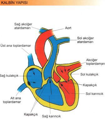 KALP (COR) Grekcesi cardia olan içi boşluklu, kaslar ve diğer fibrotik yapılardan meydana gelmiş bir organdır.