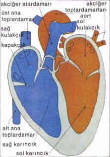 Kalbe dıştan bakıldığında; 1) Arkadaki atrium lar ile öndeki ventriculus ları birbirinde ayıran bir oluk