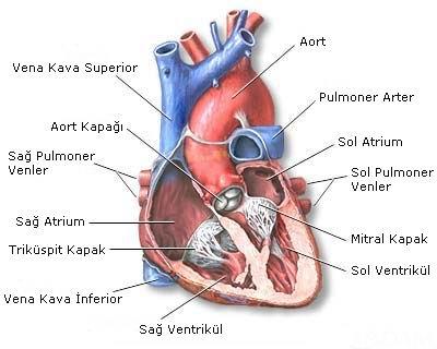 KALBİN DAMARLARI Vv. pulmonales: Sayıları 4-5 tane olan ve akciğerlerden oksijenli kanı kalbin sol atrium'una ulaştıran damarlardır. Aorta: İnsan vücudundaki en büyük atardamardır.