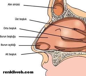 BURUN (NASUS, RHINOS) Üst solunum yollarının başlangıç bölümü olan burun aynı zamanda koku alma organı olarak işlev görür.