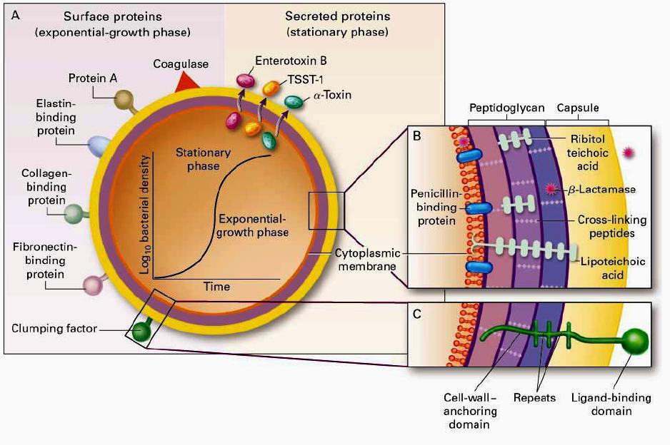 Genellikle kapsülsüz olan stafilokoklar (Çalık, 1998), S. aureus ta kapsül meydana getirebilir. Polisakkarit yapısındaki kapsülün bu güne kadar 11 farklı serotipi tanımlanmıştır.